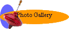 Photo Gallery